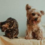 Mejores purificadores de aire para mascotas en 2026