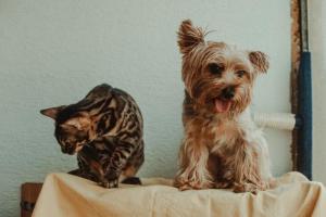 Gato y perro pequeño juntos en casa