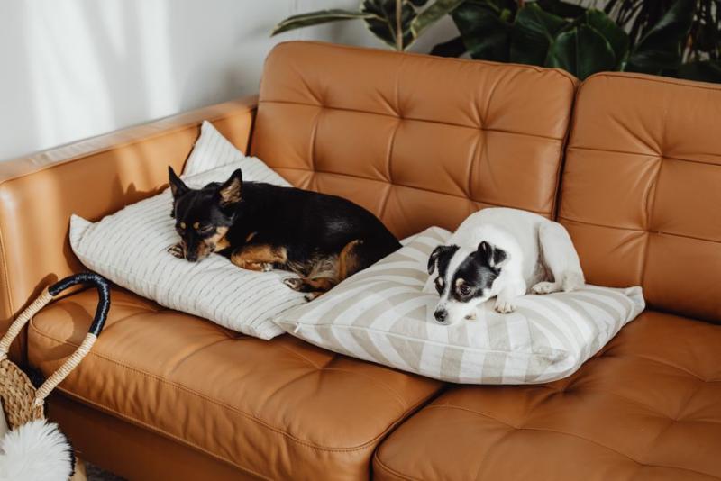 Dos perros pequeños descansando en un sofá de piel